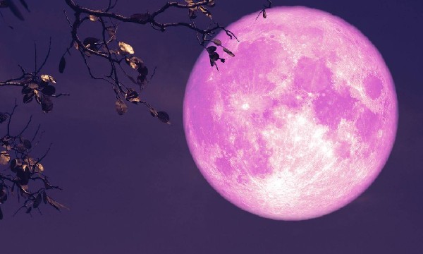 Fakta Menarik Seputar Fenomena Pink Moon yang Perlu Diketahui