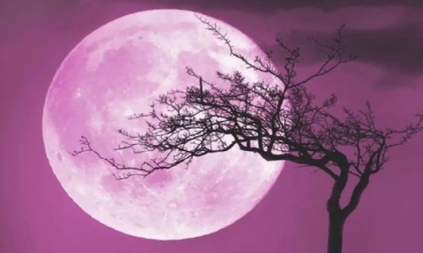 Proses Terjadinya Fenomena Pink Moon Secara Singkat Bisa Diketahui