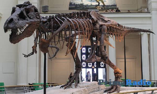 Mengungkap Misteri Fosil Dinosaurus Terbesar di Dunia