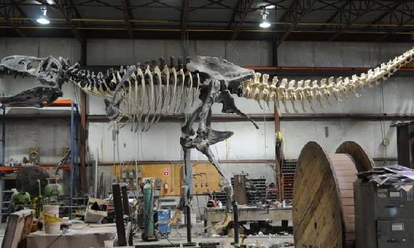 Fosil Dinosaurus Terbesar di Dunia Selain Argentinosaurus