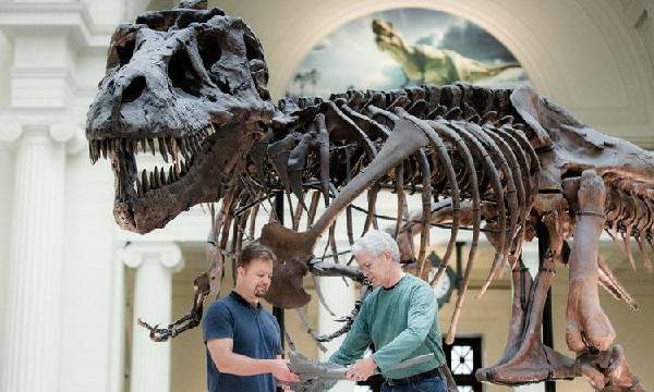 Fosil Dinosaurus Terbesar di Dunia Argentinosaurus 