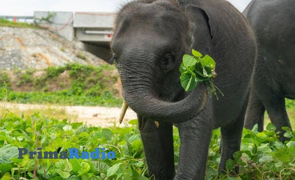 gajah gemar ganti menu makanan