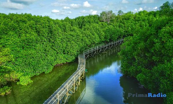 Mengetahui Berbagai Fungsi Hutan Mangrove yang Bermanfaat