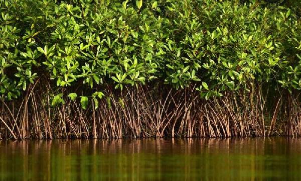 Bagaimana Ciri - Ciri Hutan Mangrove Secara Spesifik