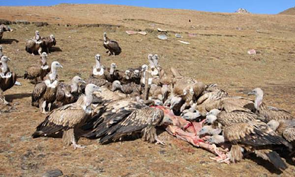 Syarat Jenazah Dapat Menjalani Ritual Pemakaman Langit di Tibet